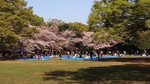 東京都・代々木公園の桜お花見シーズンの写真