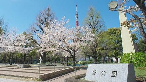 東京都・港区・芝公園の桜お花見シーズンの写真