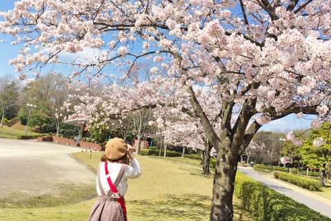 東京都内で「春の桜シーズ」お花見写真を撮る女性